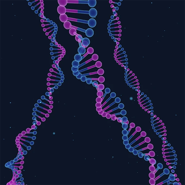 Three DNA strands
